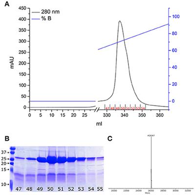 An Optimized Procedure for the Site-Directed Labeling of NGF and proNGF for Imaging Purposes